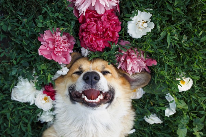 お花と笑顔の犬