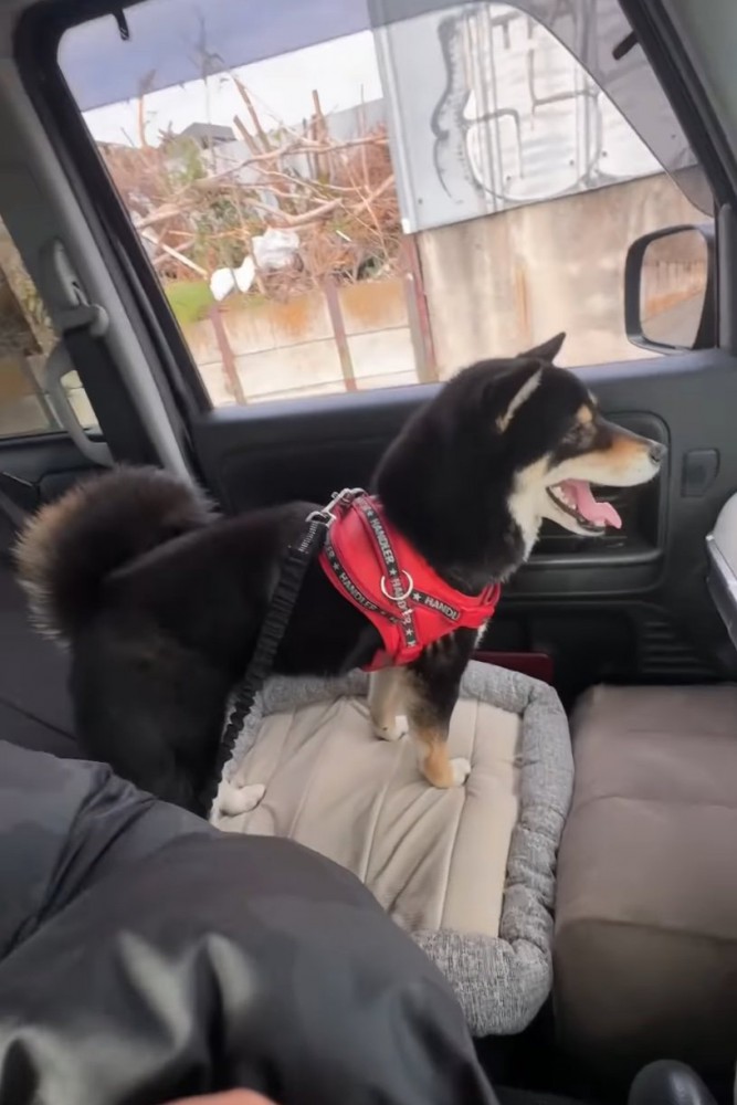 助手席にいる柴犬
