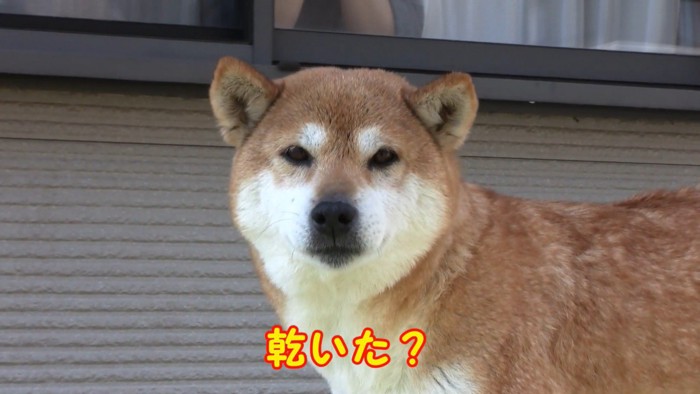 綺麗でモフモフになりました♪