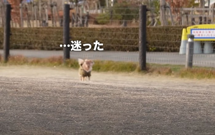 ひとりで佇む犬