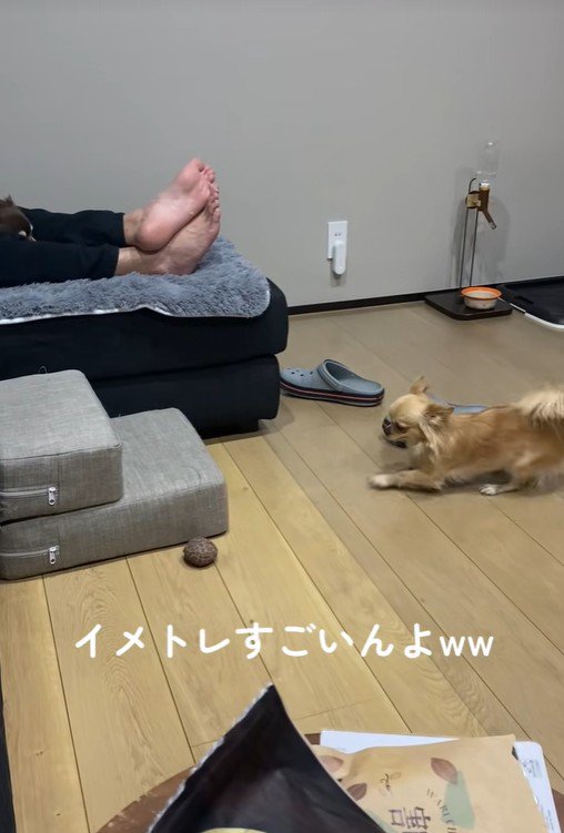 段差を登ろうとするのんちゃん5