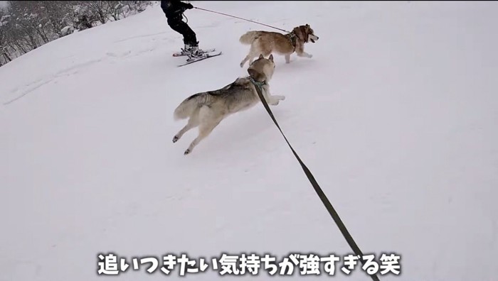 雪道を駆ける2頭のハスキー犬