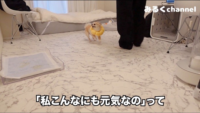 飼い主のそばで走り回る犬