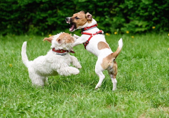 ドッグランで喧嘩している二匹の犬