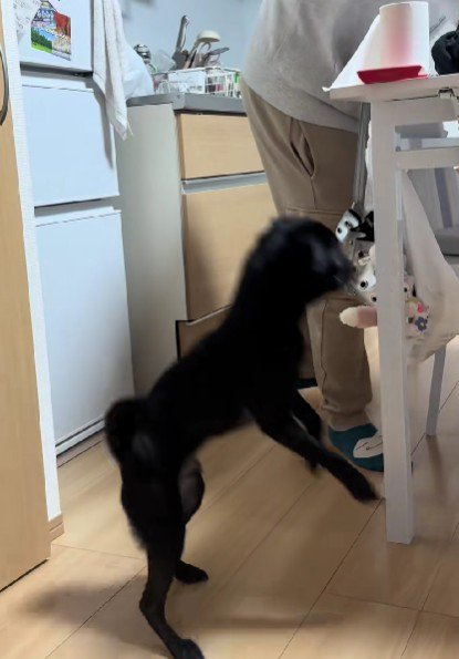 二足歩行が得意♪