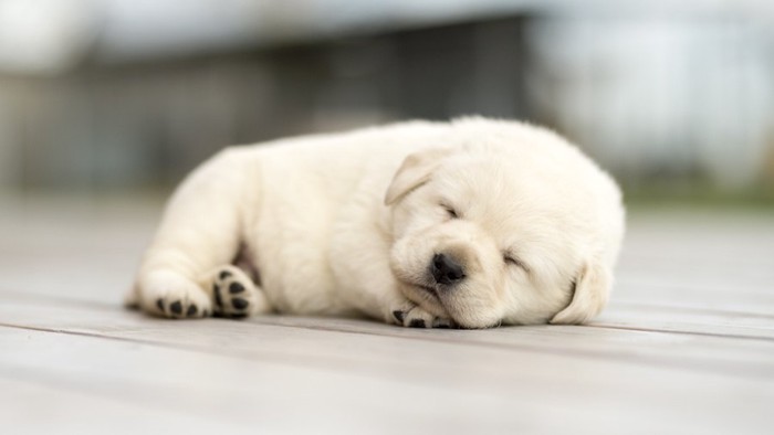 ぐっすり眠っている白い子犬