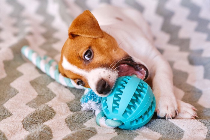 青いおもちゃを噛む子犬