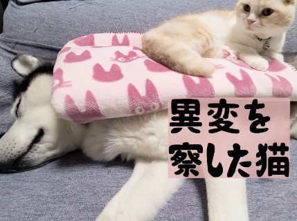 何かを察したじゅんちゃん