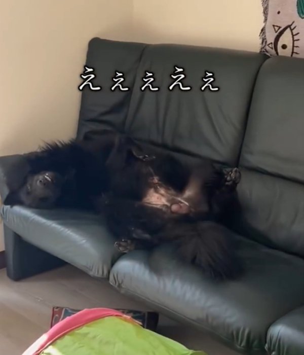 黒いソファーで眠る犬