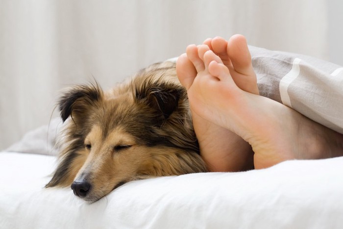 ベッドで眠る人の足とシェルティ