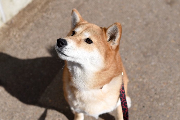 見上げる柴犬