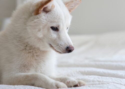 佇む白い柴犬