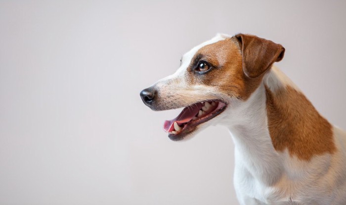 健康そうな犬の横顔