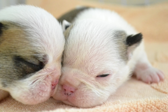 子犬 生まれて数週間2頭