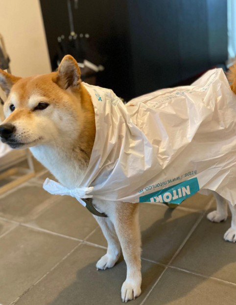 なんか似合ってる！