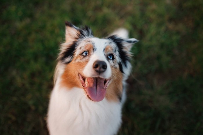 笑っている犬