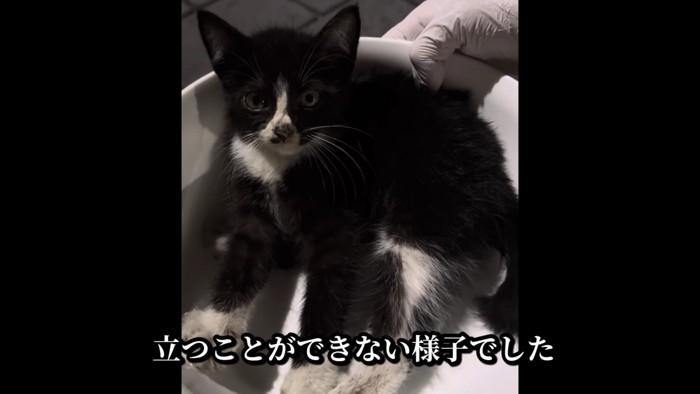 衰弱した子猫を保護