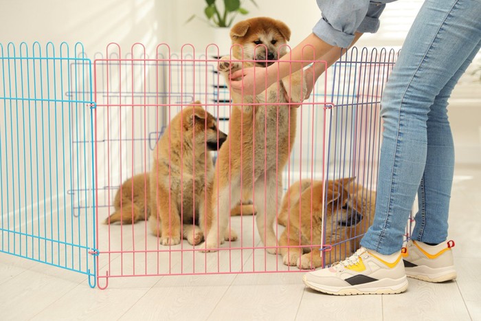 ケージの中の秋田犬