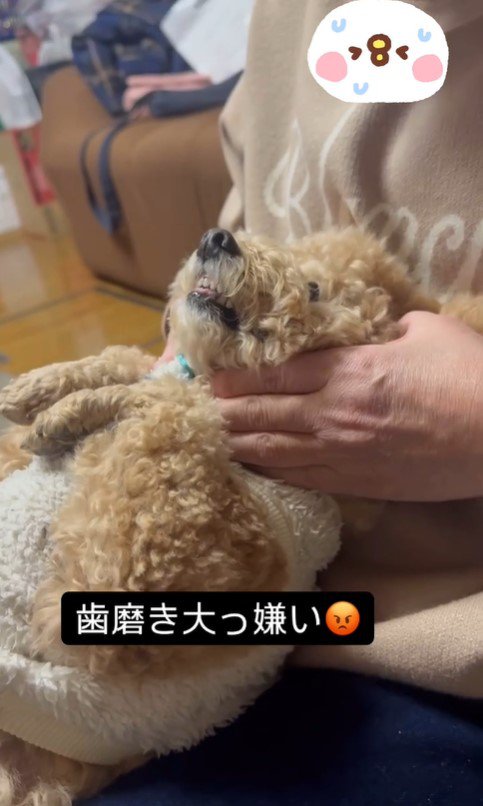 歯磨き嫌いのテンちゃんVSお母さん8