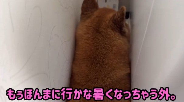 ママの話を聞くロックくん
