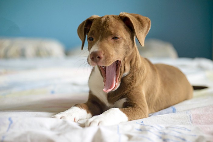 あくびをする犬