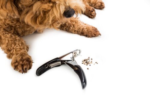 爪切りと犬