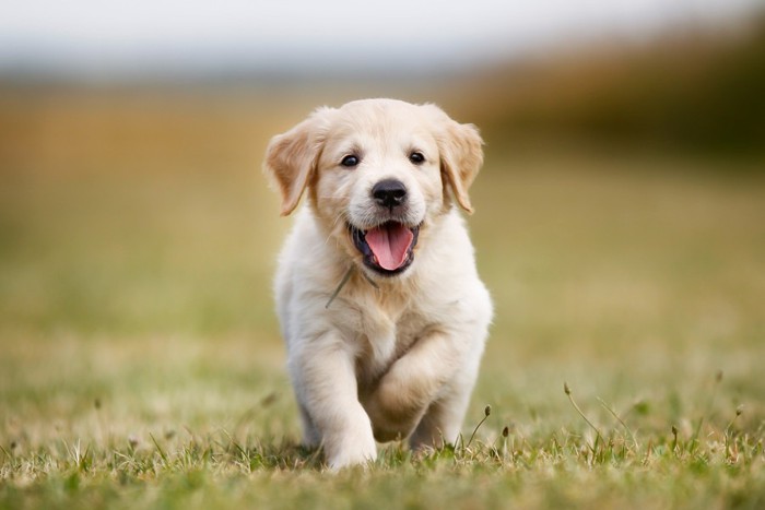 笑顔のゴールデンレトリーバーの子犬