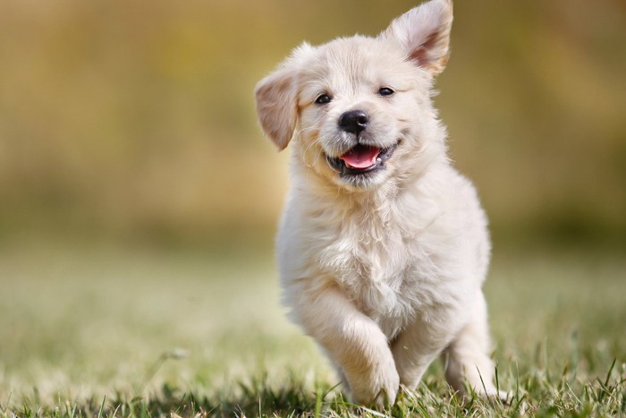 走っている子犬