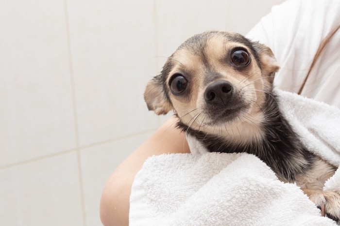 タオルに巻かれて抱かれる犬