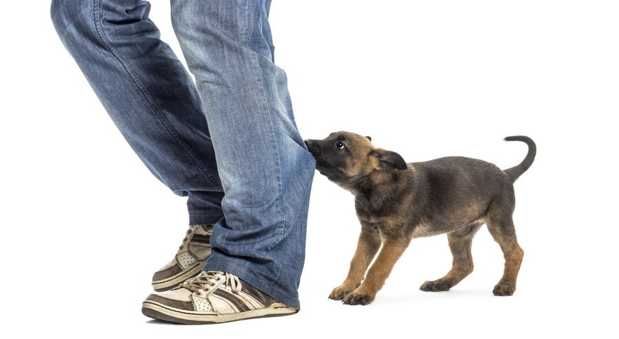 人のズボンを噛んでいる犬