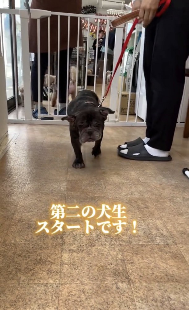 第二の犬生