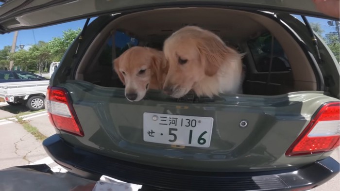 顔を出す2匹の犬