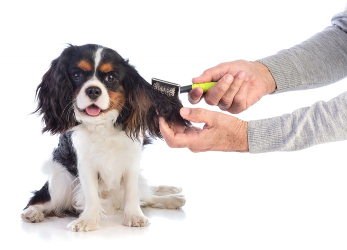 ブラッシングをされている可愛い犬