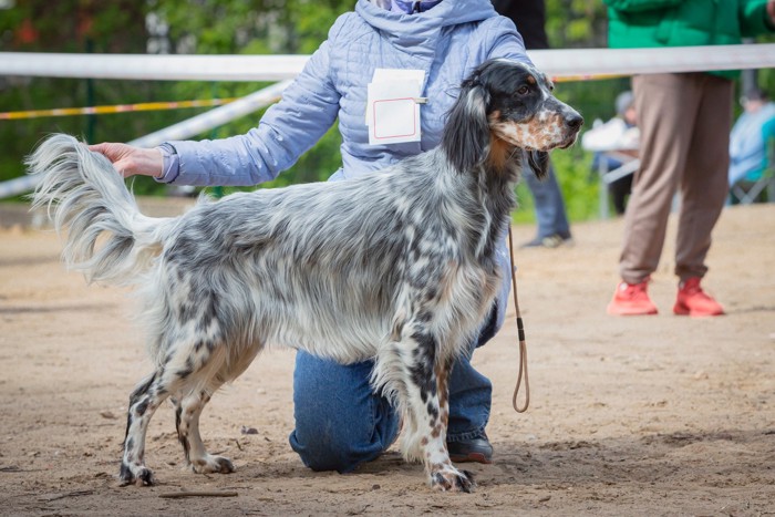 ドッグショーで品評中のイングリッシュセッター