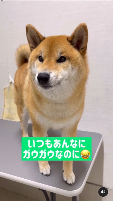 台に乗せられてどこか諦めの表情を浮かべる柴犬