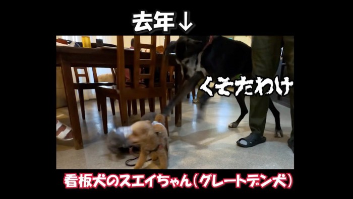 大型犬に前足で牽制される茶色い犬