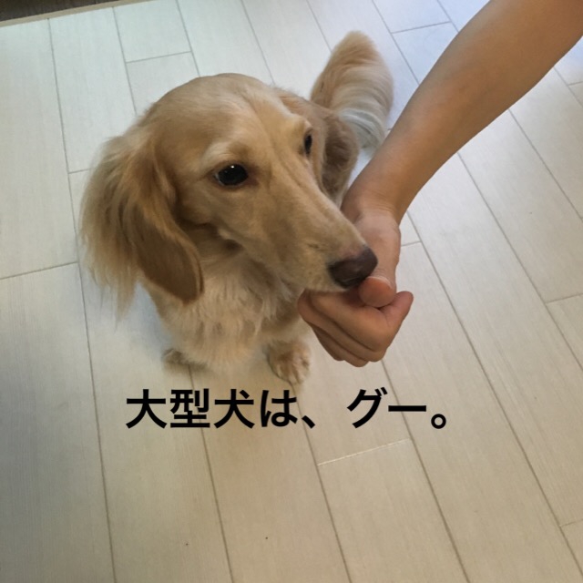 大型犬グーの指