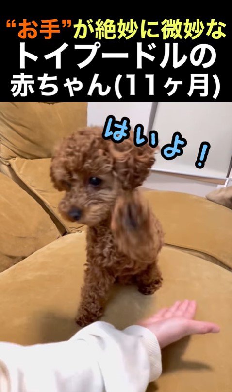 くぅちゃんの「おて」2