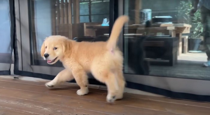 ウッドデッキで振り向き笑う子犬