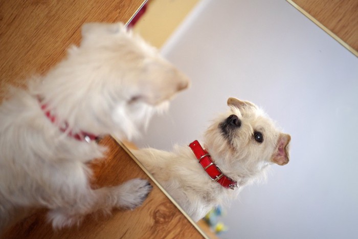 鏡を見る犬