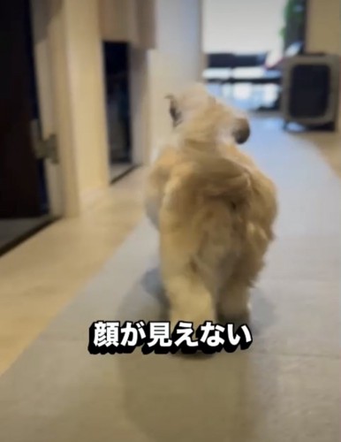 お尻を振る犬