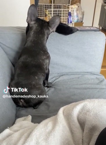 ソファで背を向ける犬