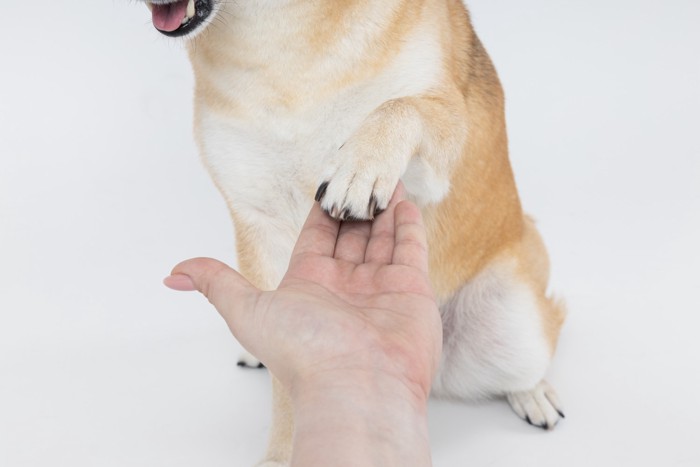 飼い主にお手をする柴犬の手元