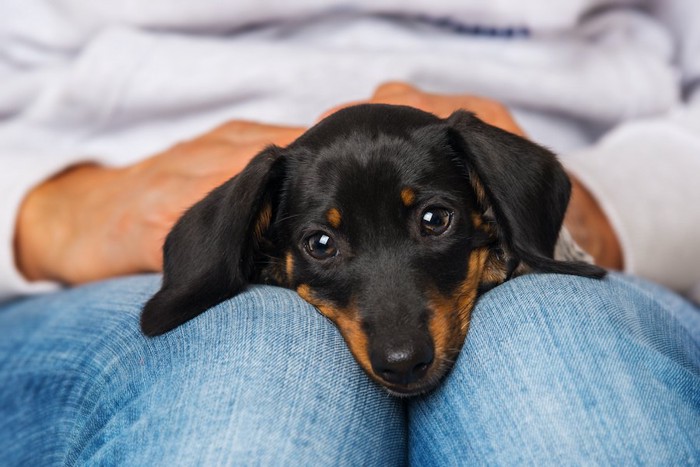 飼い主のひざの上で眠そうなダックスフンドの子犬