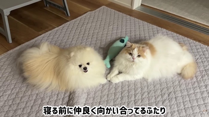 絆が伝わる2匹の姿に涙