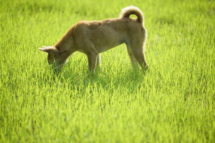 何かを探す犬