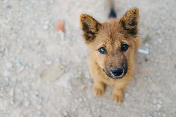 見つめる茶の子犬