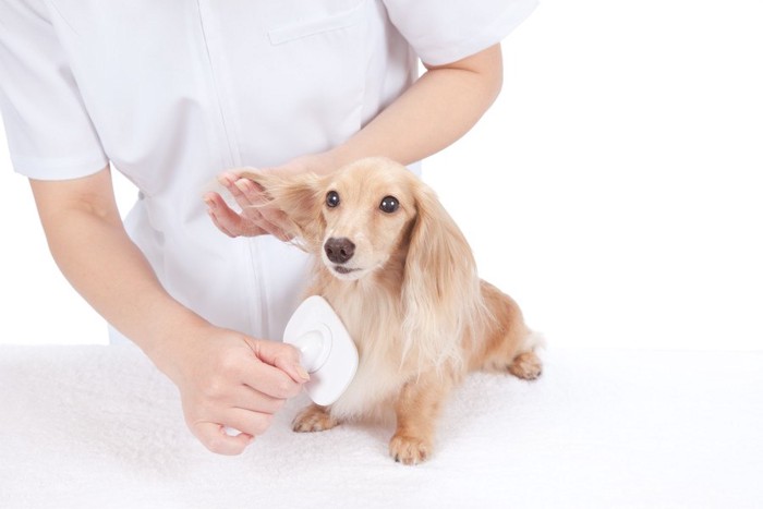 ブラッシングされている犬