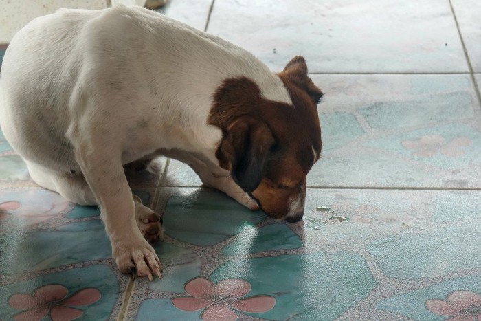 床のニオイを嗅ぐ犬