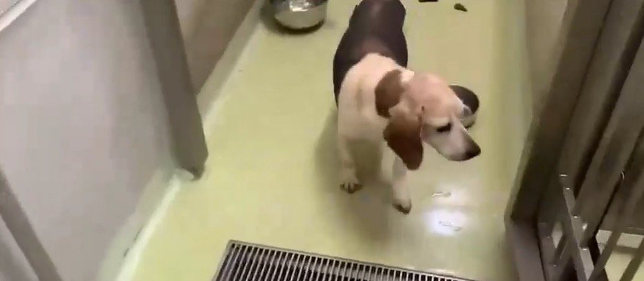 開いた柵を見つめる犬